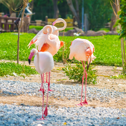 Bahrain Nature Tour Tree of Life and Wildlife Park